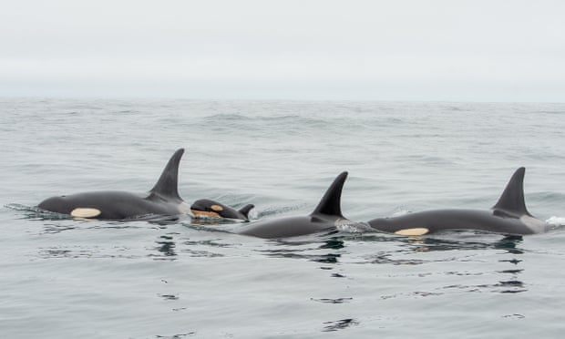 Petition: Take Action to Save Endangered Orcas Petition: Take Action to Save Endangered Orcas