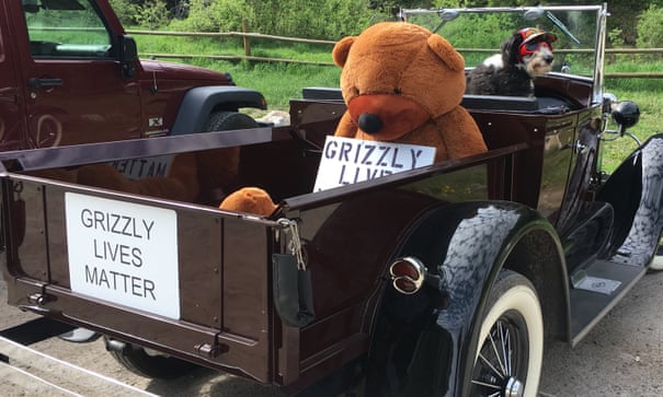Going on a bear hunt: the animal activists signing up to 'shoot' grizzlies 3070