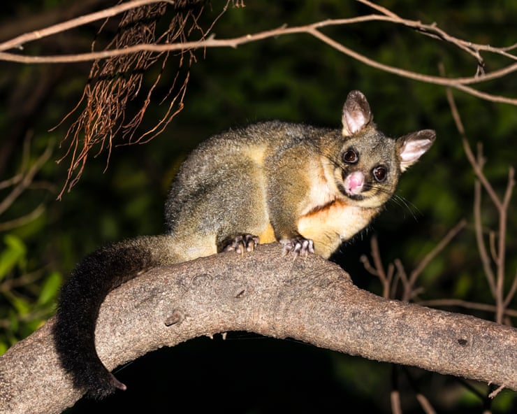 When a sick possum showed up in my garden my heart overtook my head. Is it ever OK to feed urban wildlife? When a sick possum showed up in my garden my heart overtook my head. Is it ever OK to feed urban wildlife?