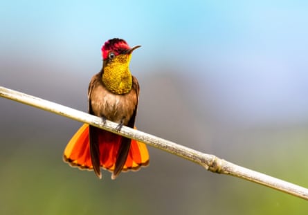 A ruby-topaz hummingbird