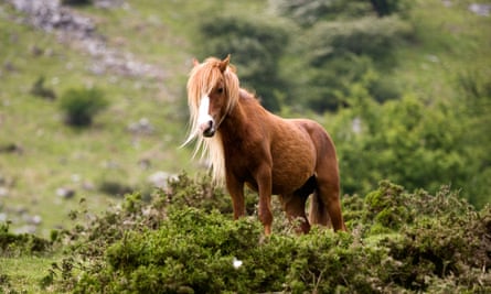 A Welsh mountain pony in the Vale of Ewyas.