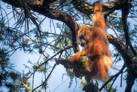 Orangutan in a tree.
