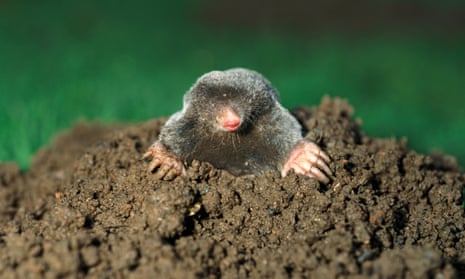 What shade of brown is the French word for mole?