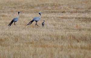 Blue cranes walk in a dry field near the critically low Theewaterskloof dam in Villiersdorp, South Africa