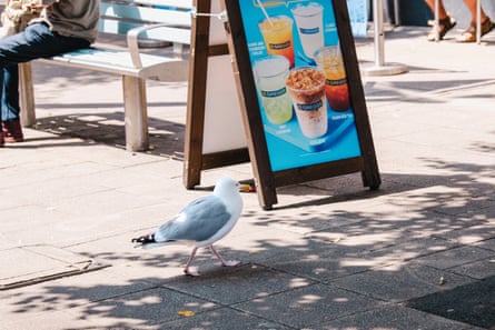 A gull walking past a seaside cafe pavement board advertising cool drinks