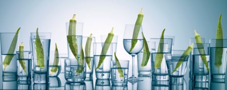 What is okra water and is it good for your health? | Well actually | The Guardian What is okra water and is it good for your health? | Well actually | The Guardian