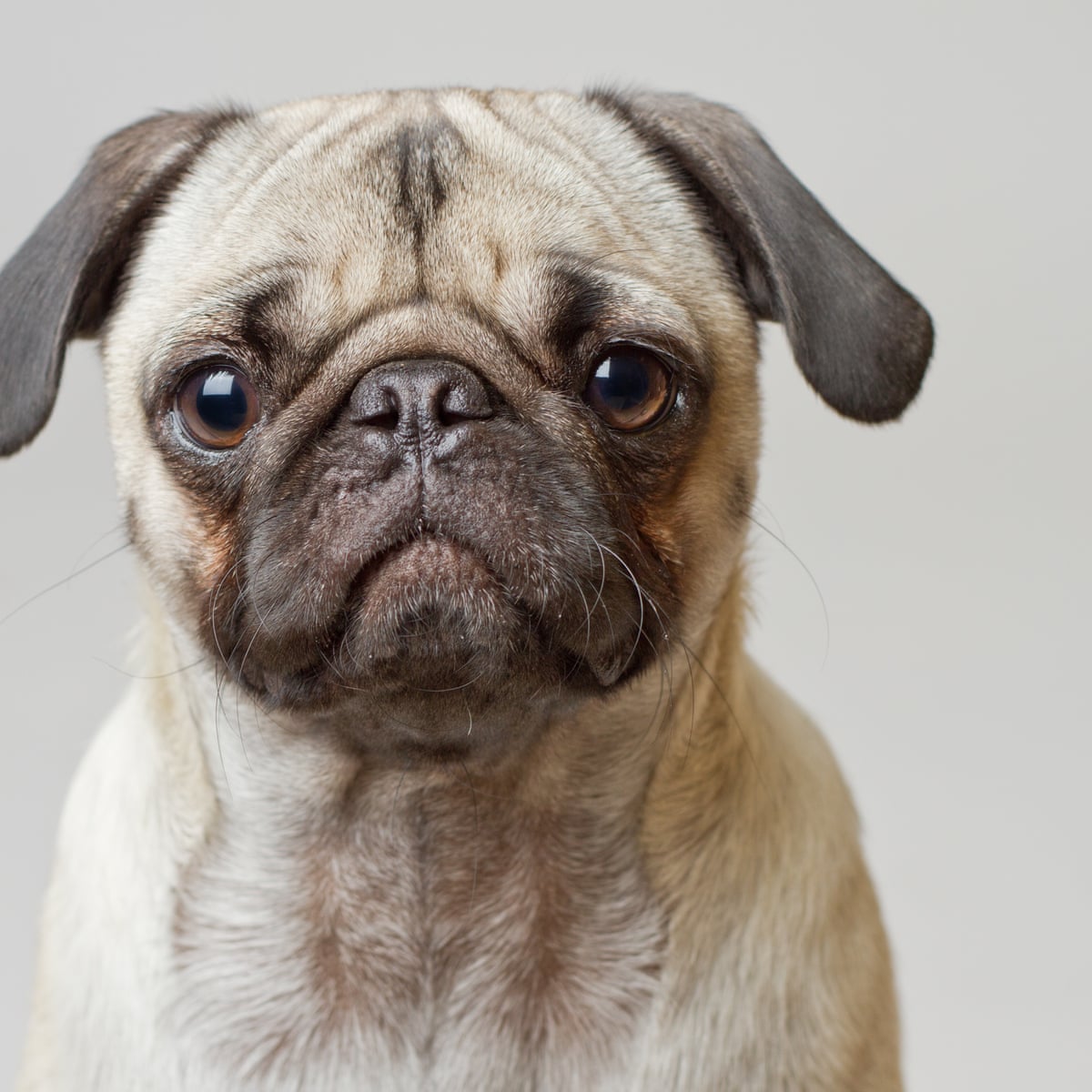 Why Do Pugs Look Sad