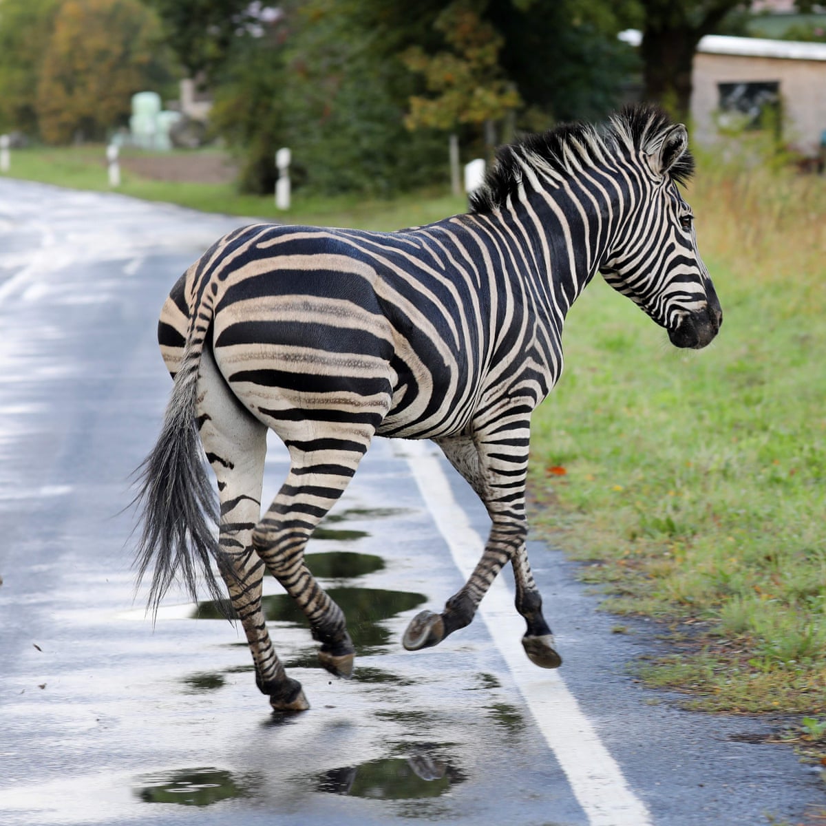 Anger As Zebra Shot Dead In Germany After Circus Escape Germany The Guardian Anger As Zebra Shot Dead In Germany After Circus Escape Germany The Guardian