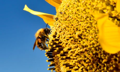 Neonics have long been used to coat seeds or treat millions of acres of farmland in the US. But research shows that they sicken or kill bees and other pollinators.