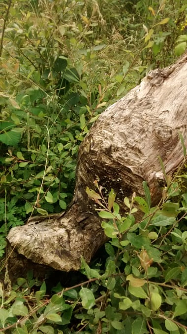Nice work, fellers: a beaver-toppled tree in west Devon.