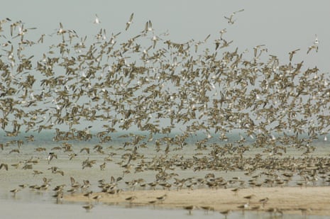 A flock of birds on a shore. Banc d’Arguin welcomes more than 2m migratory birds in winter.
