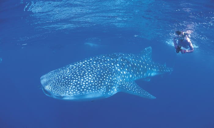 Swimming With Humpback Whales To Be Trialled At Wa S Ningaloo