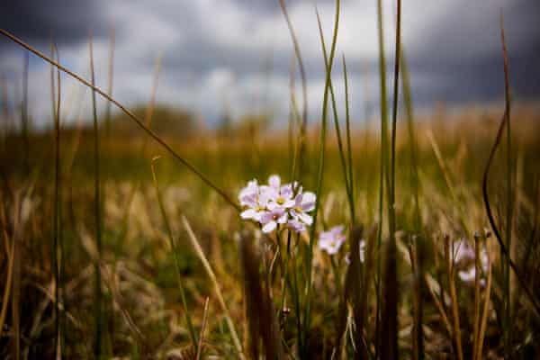 Hello hawthorn! £10m sand dunes project brings plants back to life | Environment 4 Cuckooflower among the reeds at Saltfleetby-Theddlethorpe