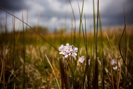 Cuckooflower among the reeds at Saltfleetby-Theddlethorpe