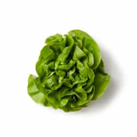 A lettuce, yesterday.