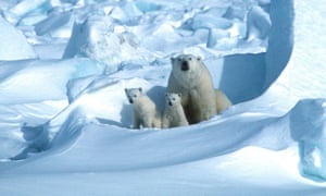 La réserve faunique nationale de l'Arctique abrite des animaux sauvages, notamment des ours polaires.
