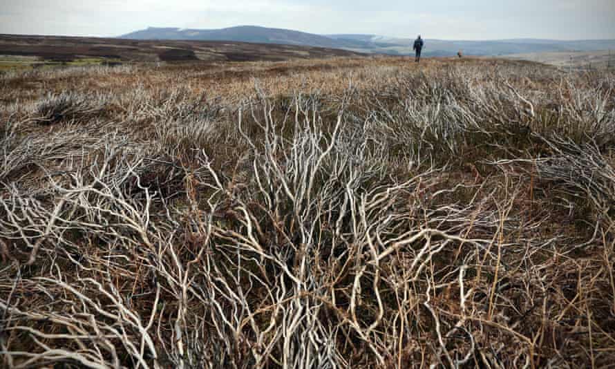 Heather burnt in previous years on Barden Moor in the Yorkshire Dales.