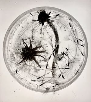 Dandelions, Dessau, 1931 (Kabinett sector)Gretw married Horacio Coppola and studied at Bauhaus in 1930s opening a highly experimental Berlin-based commercial design, advertising and photography studio with Ellen Auerbach