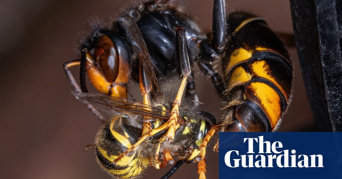 Invasive Asian hornets ‘eating hundreds of insect species’ in Europe | Environment Invasive Asian hornets ‘eating hundreds of insect species’ in Europe | Environment