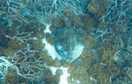A turtle shelters among bleached and dead staghorn coral
