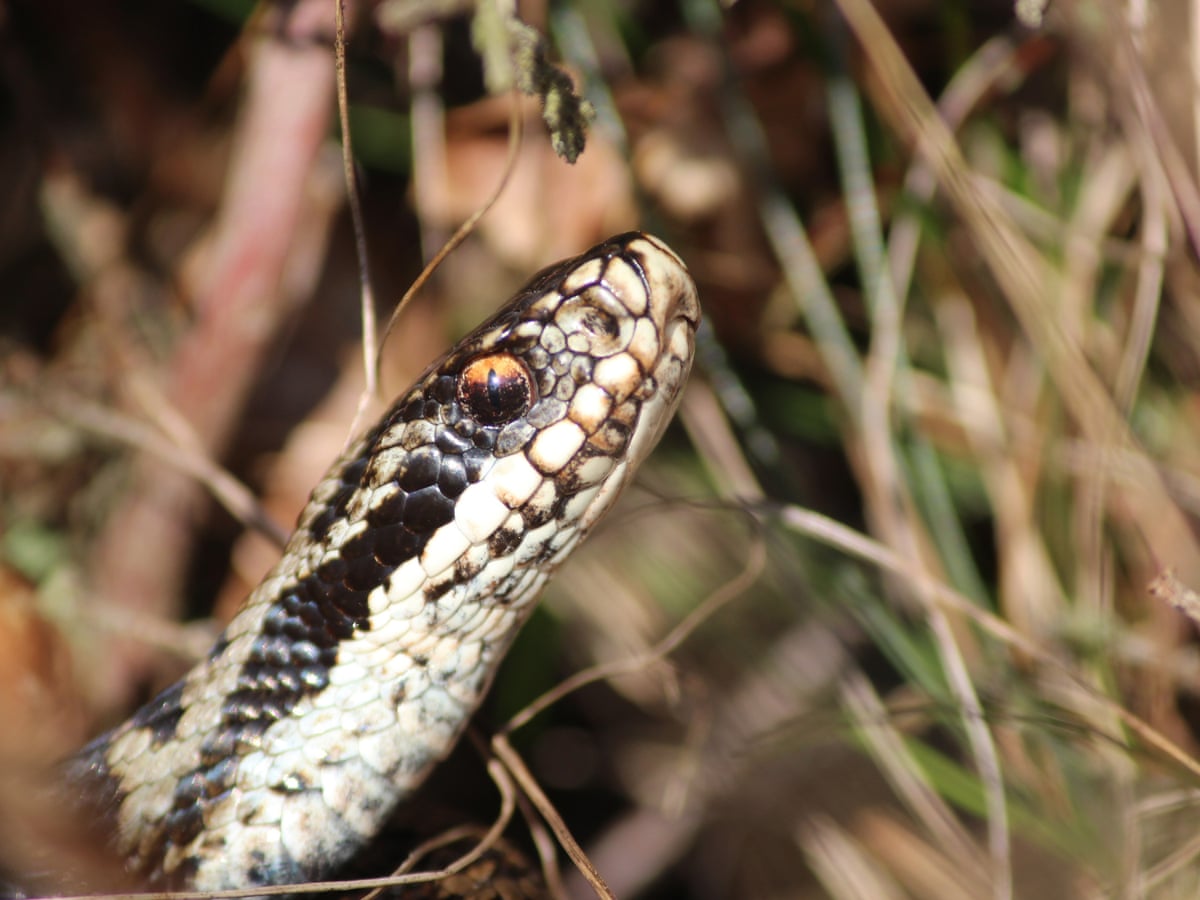 Adders Now Active All Year With Warmer Uk Weather Snakes The