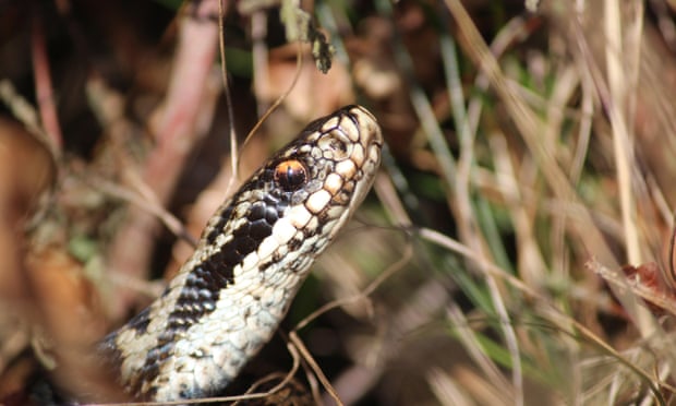 Adders now active all year with warmer UK weather | Snakes | The Guardian