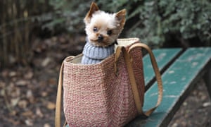Chihuahua Yorkshire mix dog sitting in a shopping bag