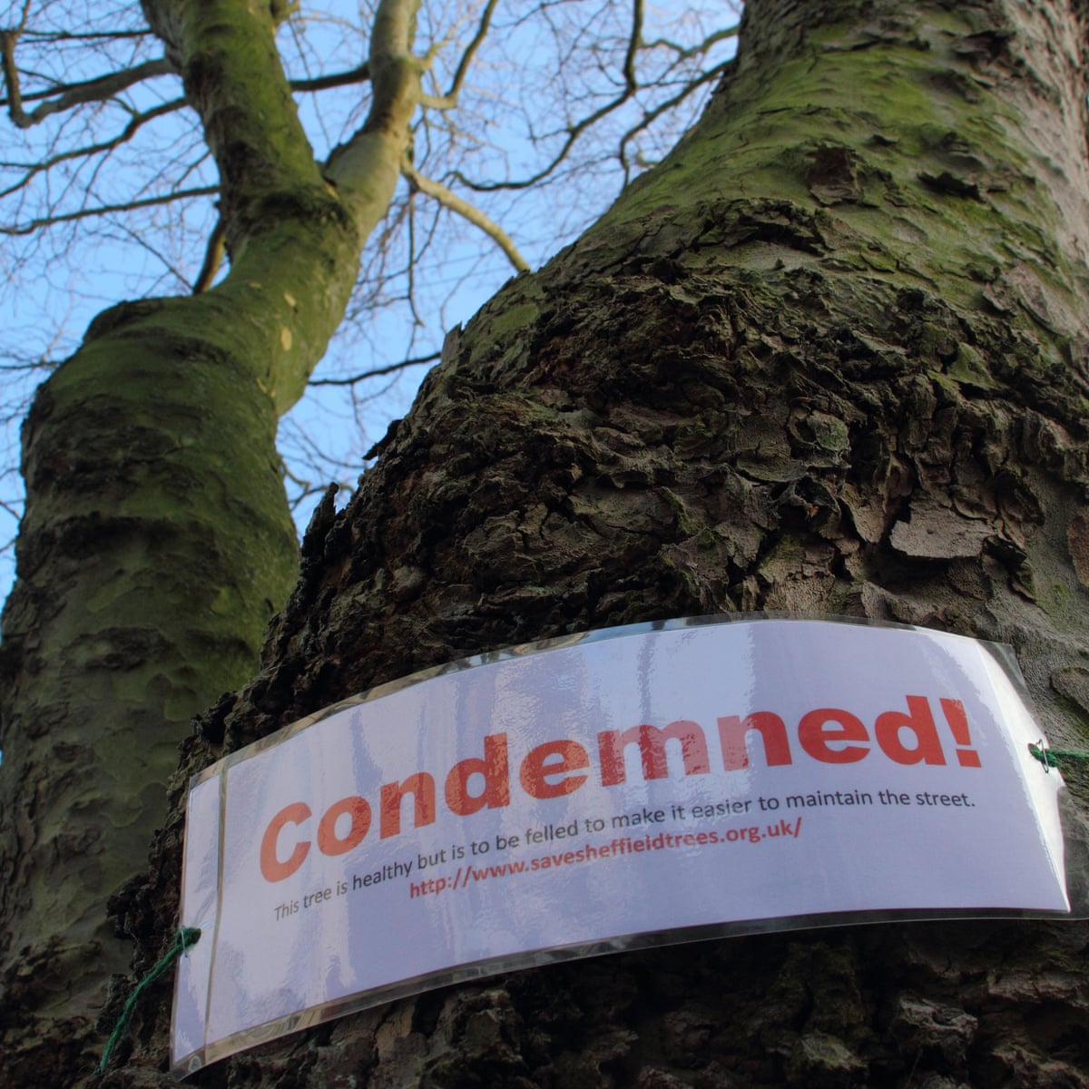 The council pays me to protect trees from destruction – but for how long? | Anonymous | The Guardian The council pays me to protect trees from destruction – but for how long? | Anonymous | The Guardian