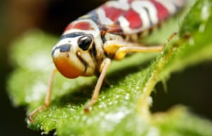 Uma cigarrinha, a leste de San Jose, Costa Rica