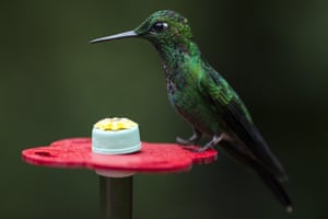 A Green Crowned Brilliant is pictured at a Hummingbird feeding station
