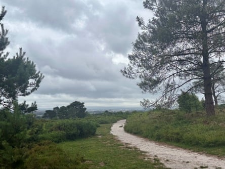 Canford Heath nature reserve, Dorset.
