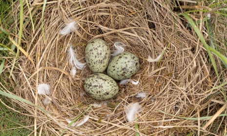 A ground-nest of grass with three speckled green eggs