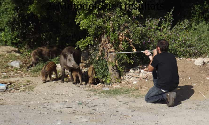 Aiming a tranquilliser dart at a family of wild boar in Barcelona.