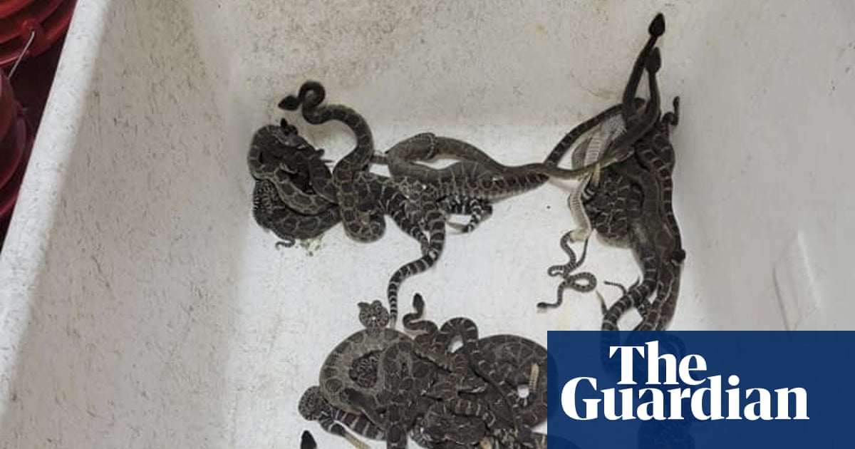 ‘I kept finding snakes’: more than 90 rattlesnakes found under California home