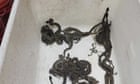 ‘I kept finding snakes’: more than 90 rattlesnakes found under California home