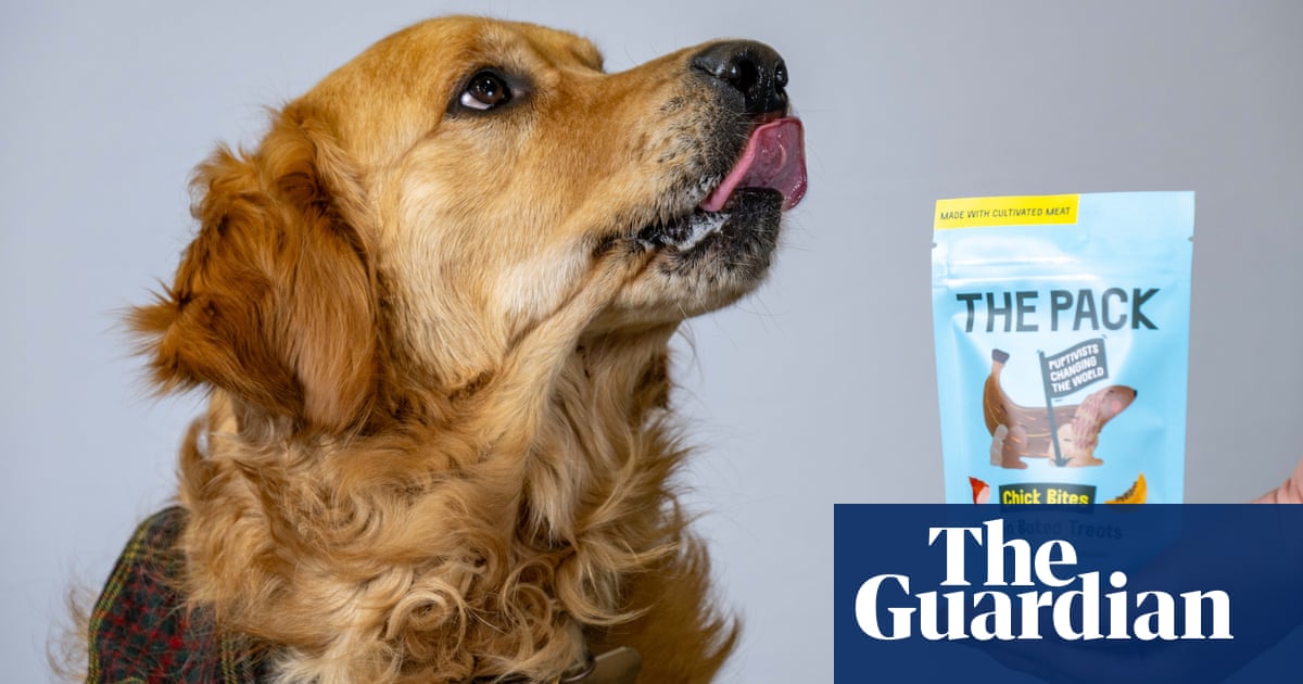 Dog treat made from lab-grown meat on sale in UK as retailer claims a ‘world first’ | Cell-cultivated meat Dog treat made from lab-grown meat on sale in UK as retailer claims a ‘world first’ | Cell-cultivated meat
