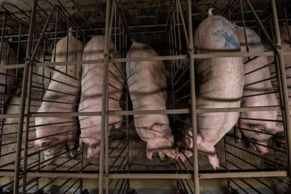 Saving the bacon: will British pig farmers ​survive a ban on cages? | Farm  animals | The Guardian