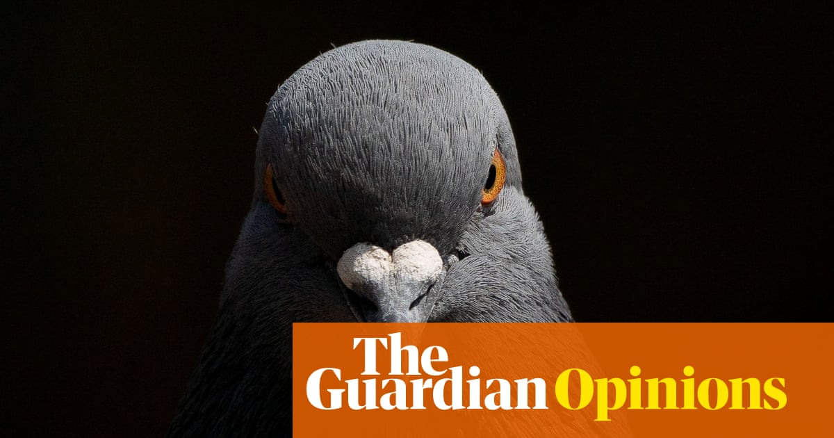 I thought my pigeon curse was lifting. Then it took a darker turn | Adrian Chiles