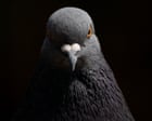 I thought my pigeon curse was lifting. Then it took a darker turn | Adrian Chiles