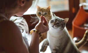 Woman feeding her cats