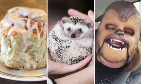 ‘Too pure’: a perfect cinnamon roll, an adorable hedgehog, and Chewbacca Mom.