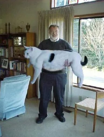 A faked image of a man holding a giant white cat