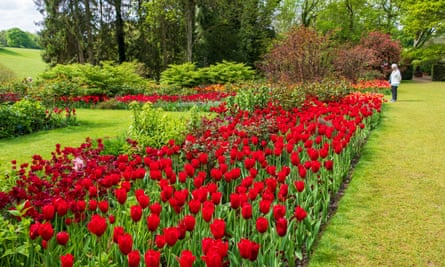 Tulipes à Pashley.