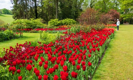 Tulips at Pashley.