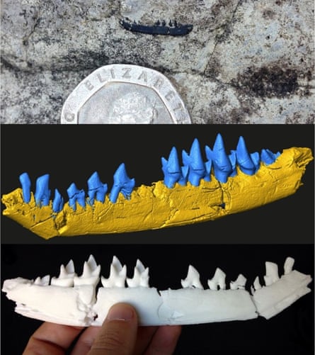 A small mammal jaw scanned and 3D printed