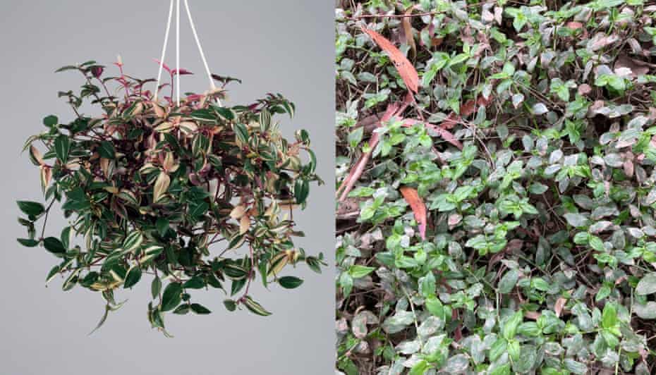 A Tradescantia fluminensis plant in a hanging basket, and growing wild in remanent riverside bushland in Sydney