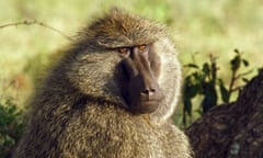 A baboon