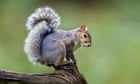 Cornwall council issues warning after grey squirrels attack child