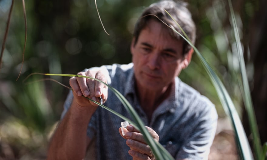Prof Alan Andersen collects ants in the bush area of CSIRO’s Darwin site in Berrimah, Northern Territory.