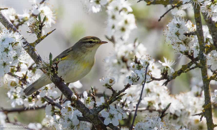 A willow warbler sits among the hawthorn blossom